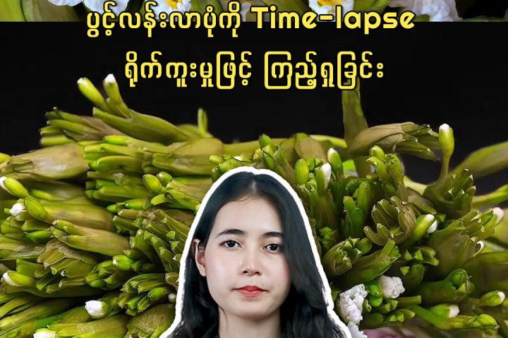 ယူနန်ပြည်နယ် အယ်ယွမ်ခရိုင်မှ “ပန်းဖြူလေး” ပွင့်လန်းလာပုံကို Time-lapse ရိုက်ကူးမှုဖြင့် ကြည့်ရှုခြင်း